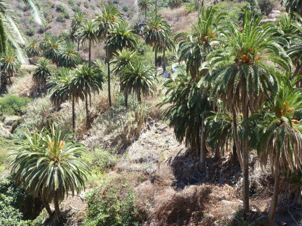 Apartamentos Bellavista Gomera ปลายา เด ซานเตียโก ภายนอก รูปภาพ